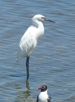 Reddish Egret